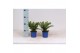Taxus baccata repandens 