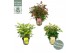 Nandina domestica Mix 3 kleuren per kar CC 