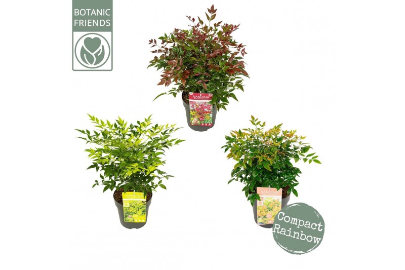 Nandina domestica Mix 3 kleuren per kar CC 