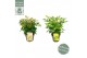 Nandina domestica Mix 3 kleuren per kar CC 