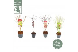 Acer palmatum mix 5 kleuren per cc
