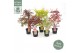 Acer palmatum mix 5 kleuren per cc 