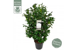 Camellia japonica centifolia alba
