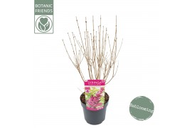Syringa bloomerang dark purple