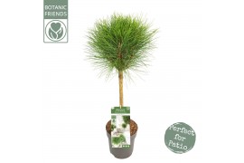 Pinus nigra summer breeze 40 cm cm stam