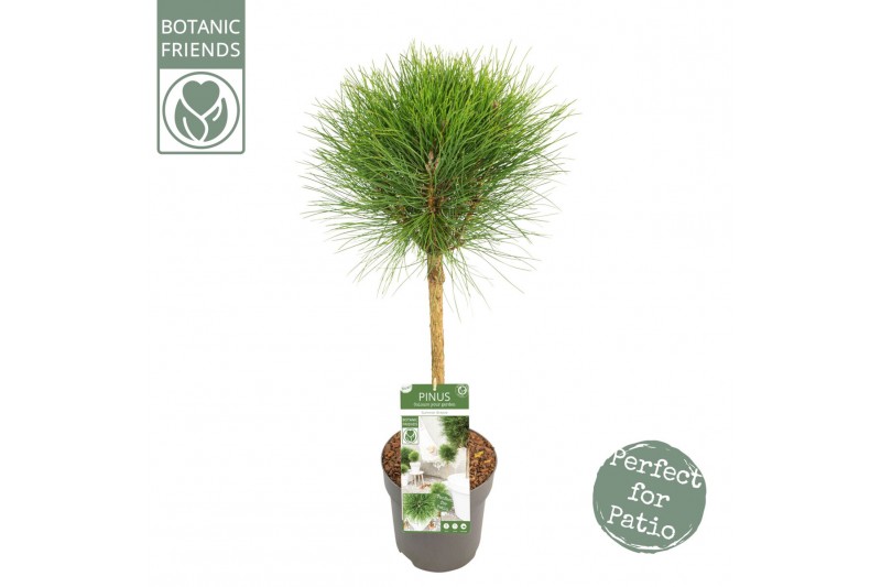 Pinus nigra summer breeze 40 cm cm stam 