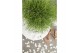 Pinus nigra summer breeze 40 cm cm stam 