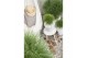 Pinus nigra summer breeze 40 cm cm stam 