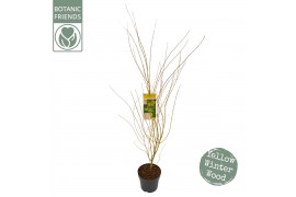 Acer palmatum bi hoo
