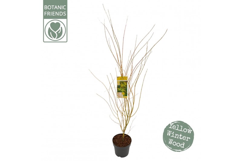 Acer palmatum bi hoo 