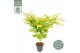 Acer palmatum bi hoo 