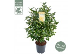 Camelia x williamsii jurys yellow