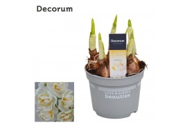 Narcissus double grp bridal crown