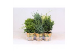 Coniferen mix in smartcup autumn