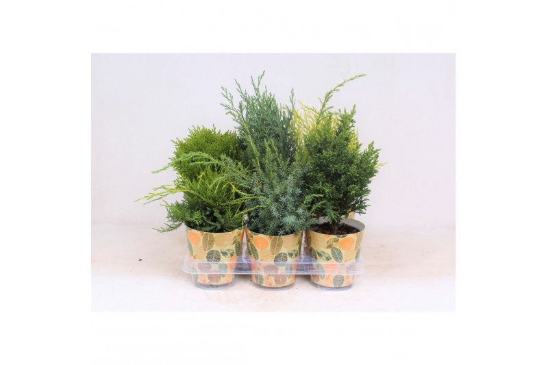 Coniferen mix in smartcup autumn 
