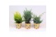 Coniferen mix in smartcup autumn 