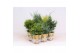 Coniferen mix in smartcup autumn 
