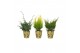 Coniferen mix in smartcup autumn 