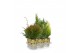 Coniferen mix in smartcup autumn 