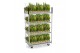 Coniferen mix in smartcup autumn 