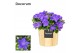 Campanula isoph. napoli decorum wood 