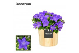 Campanula isoph. napoli decorum wood