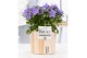 Campanula isoph. napoli pure wood 