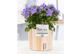 Campanula isoph. napoli pure wood