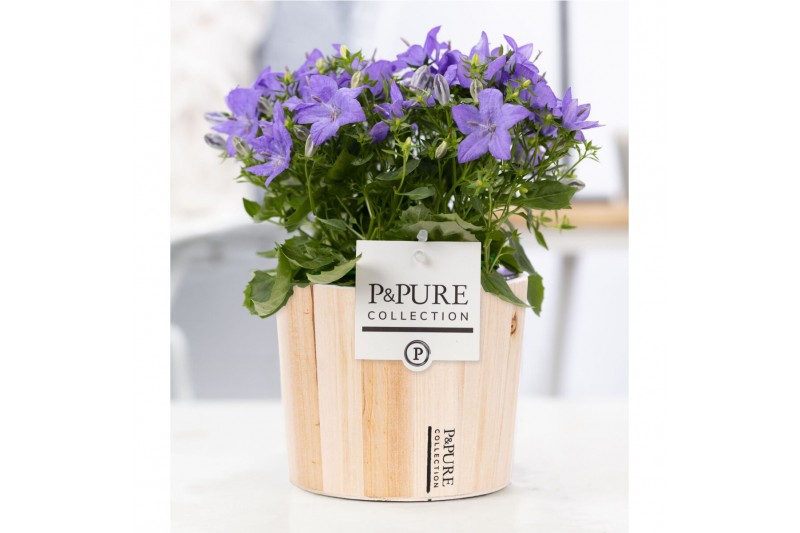 Campanula isoph. napoli pure wood 