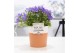 Campanula isoph. napoli pure terracotta 