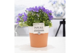 Campanula isoph. napoli pure terracotta