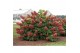 Hydrangea quercifolia ruby slippers 