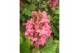 Hydrangea quercifolia ruby slippers 