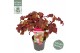 Hydrangea quercifolia ruby slippers 