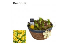 Arrangementen narcissus Narcis Urban schaal HL10913N 7 pp 7 per pot