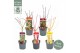 Acer palmatum mixlaag extra kwaliteit 