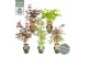 Acer palmatum mixlaag extra kwaliteit 