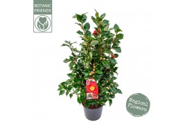 Camellia japonica dr king