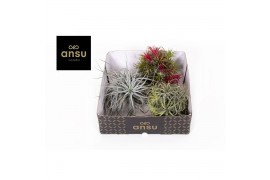 Tillandsia trio