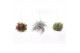 Tillandsia trio 