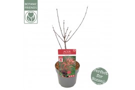 Acer palmatum pevé dave extra kwaliteit