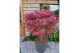 Acer palmatum pevé dave extra kwaliteit 