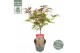 Acer palmatum pevé dave extra kwaliteit 