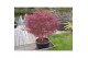 Acer palmatum pevé dave extra kwaliteit 