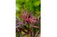 Acer palmatum pevé dave extra kwaliteit 
