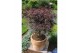 Acer palmatum pevé dave extra kwaliteit 