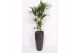 Howea forsteriana in Santorini pot antraciet 