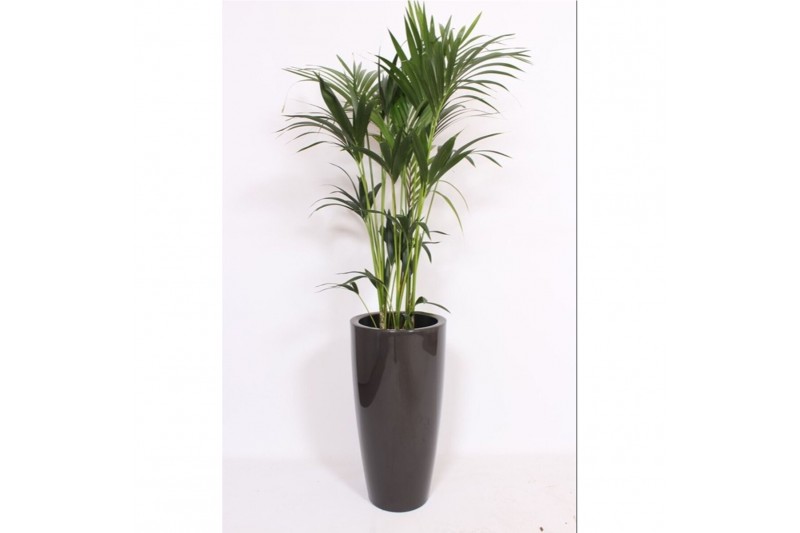Howea forsteriana in Santorini pot antraciet 