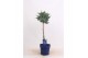 Juniperus squamata meyeri op stam 