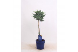 Juniperus squamata meyeri op stam
